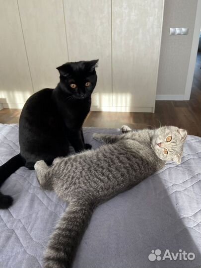 Кошки вислоухие