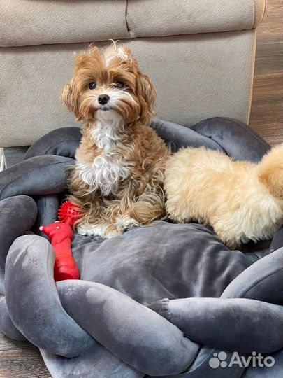 Плюшевые мальтипу