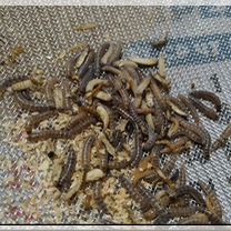 Личинки жука мини мучника, Донецк (Донецкая область)
