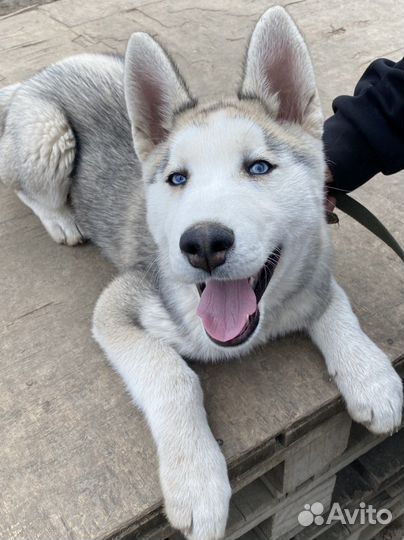 Сибирский хаски