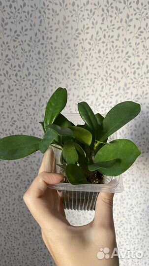 Бесплатно в дар