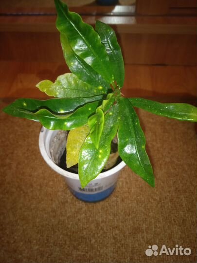 Алоказия, Кротон