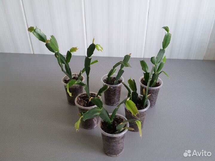 Декабрист белый (укорененные отростки )