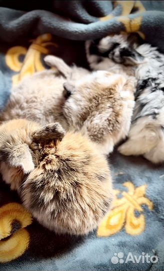 Карликовый вислоухий кролик