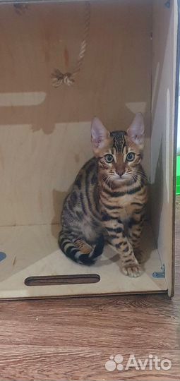 Бенгальская