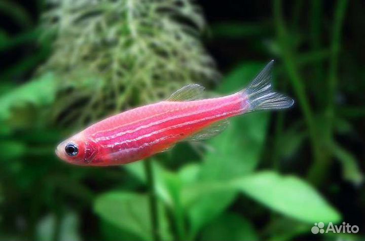 Розовые Данио