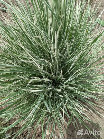 Декоративные злаки