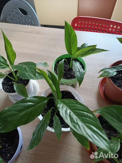 Спатифиллум