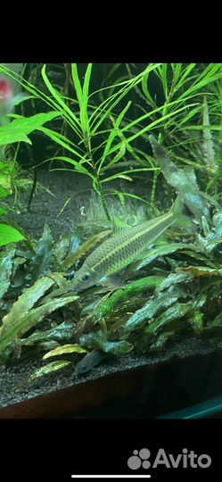 Аквариумные рыбки