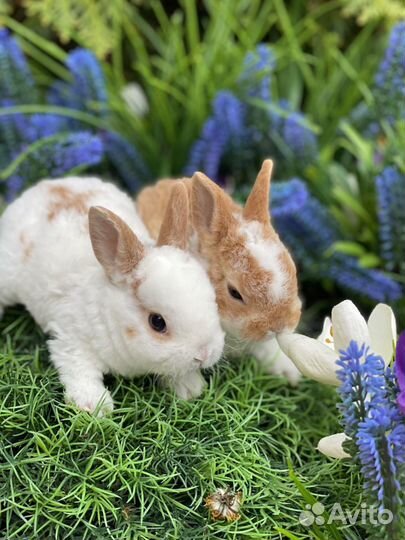 Настоящие мини кролики
