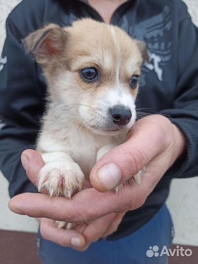 Щенки в добрые руки