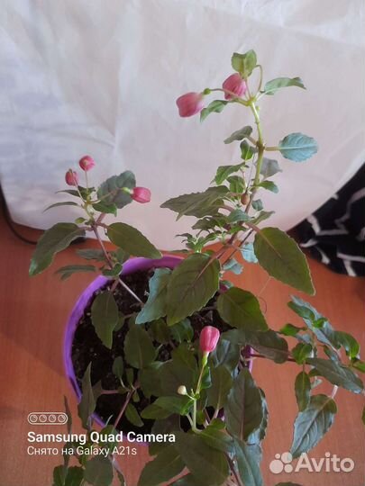 Продам цветы комнатные