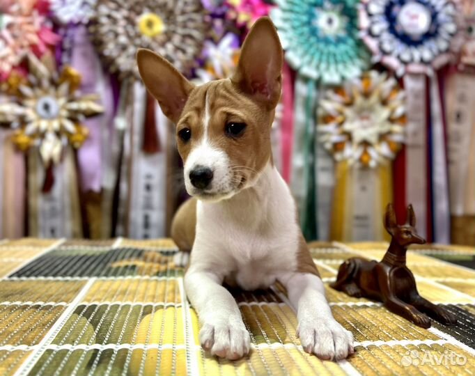 Басенджи девочка 4 мес