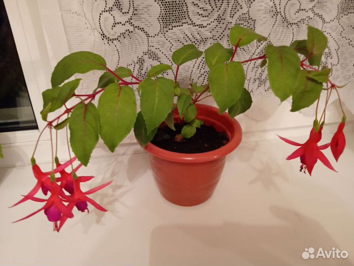 Комнатные цветы