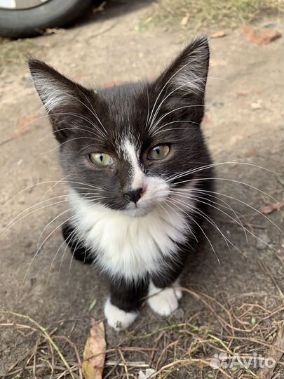 Кошки в добрые руки