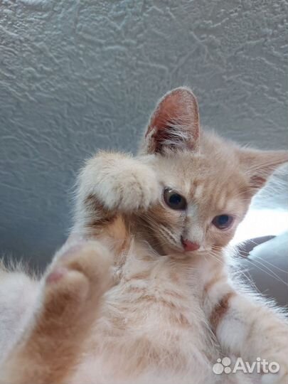 Рыжий котëнок