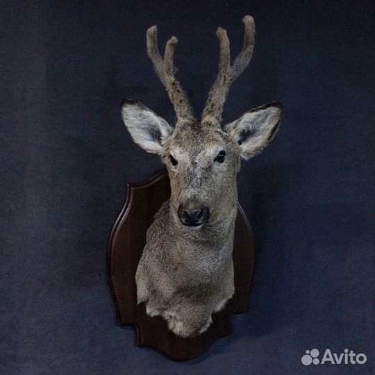 Таксидермия чучело головы косули имитация