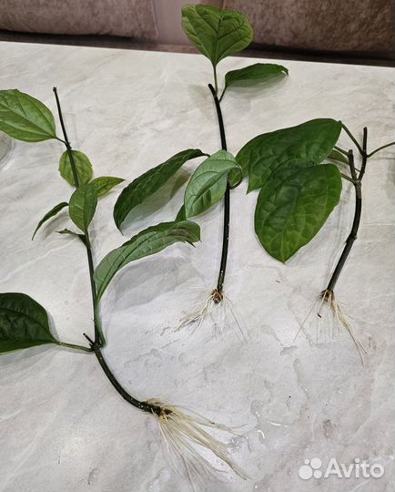 Клеродендрум Томпсона