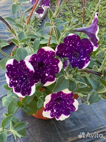 Калибрахоа, Петуния В кашпо