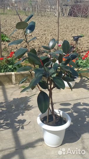 Комнатные цветы фикус