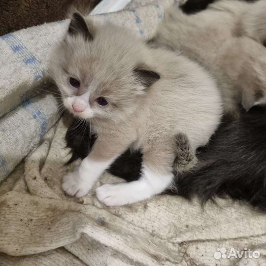 Котята в добрые руки