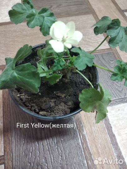 Пеларгония герань сортовая