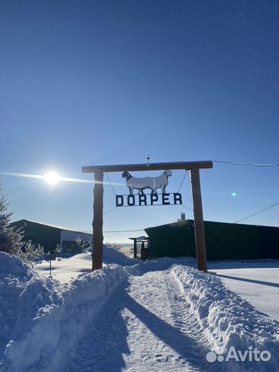 Овцы бараны ягнята Дорпера