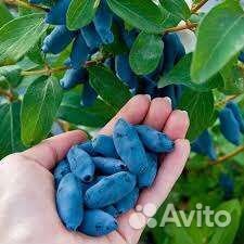 Саженцы жимолости канадской селекции