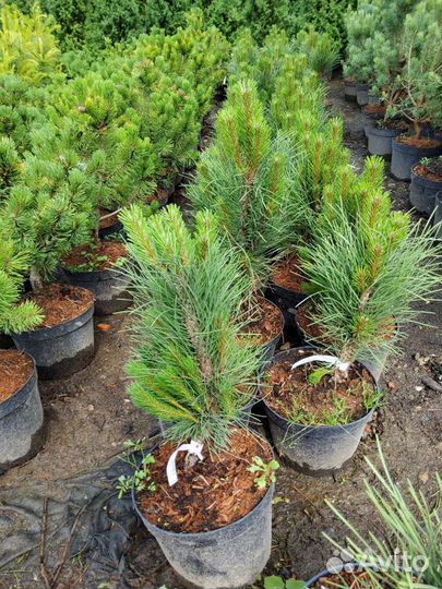 Сосна черная Грин Тауер