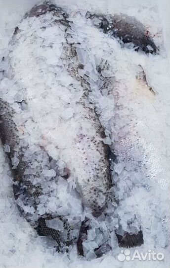 Свежая форель, икра форели