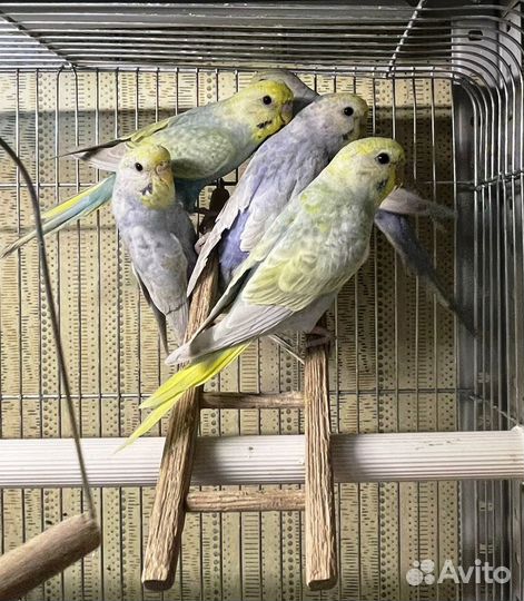 Радужные волнистые попугаи