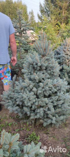 Саженцы ель голубая Глаука, тополь пирамидальный