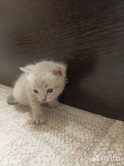 Тайские котята