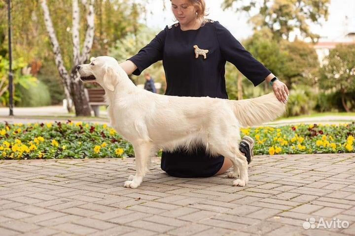 Передержка, выгул, дрессировка