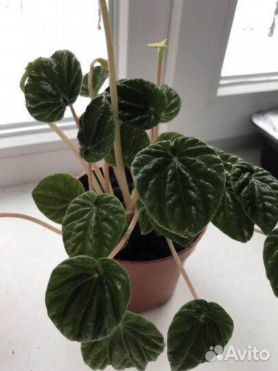 Пеперомия лилиан