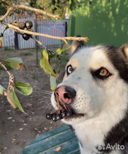 Щенок хаски бесплатно