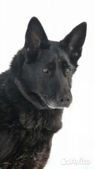 Мир через решетку собака в дар в добрые руки