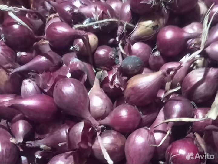Лук севок Оптом Кармен красный