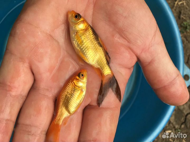 Золотая рыбка