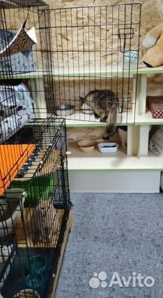 Передержка кошек и мелкашей с лечением