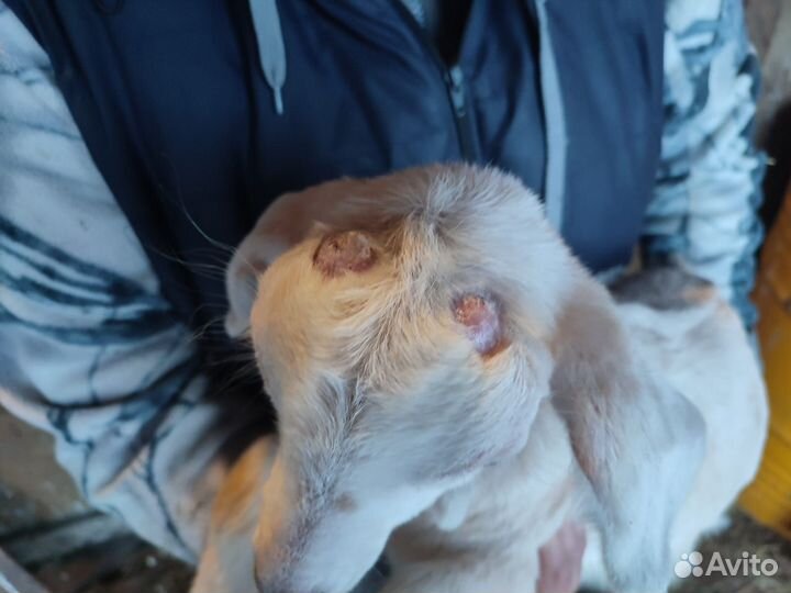 Нубийские козочки. Дойные козы. Козел