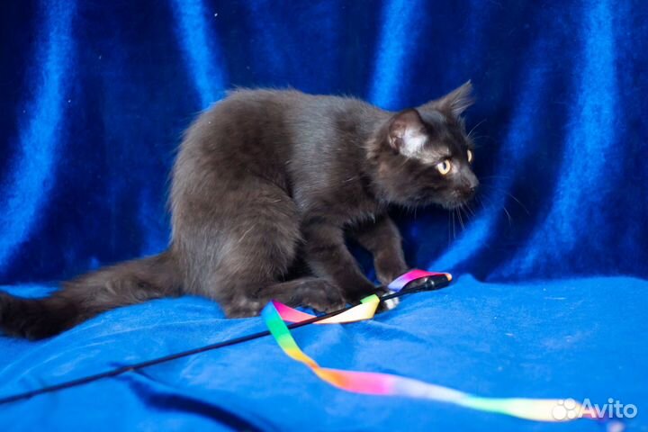 Котёнок Барон, 5 месяцев