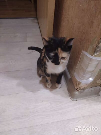 Кошка в дар