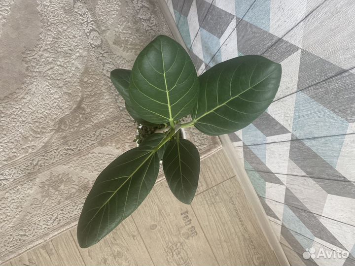 Фикус бенгальский и коллизия