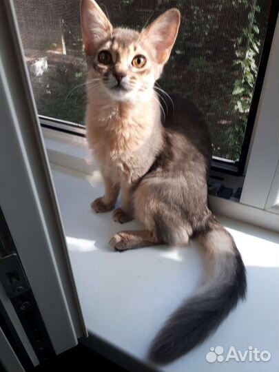 Сомалийские котята