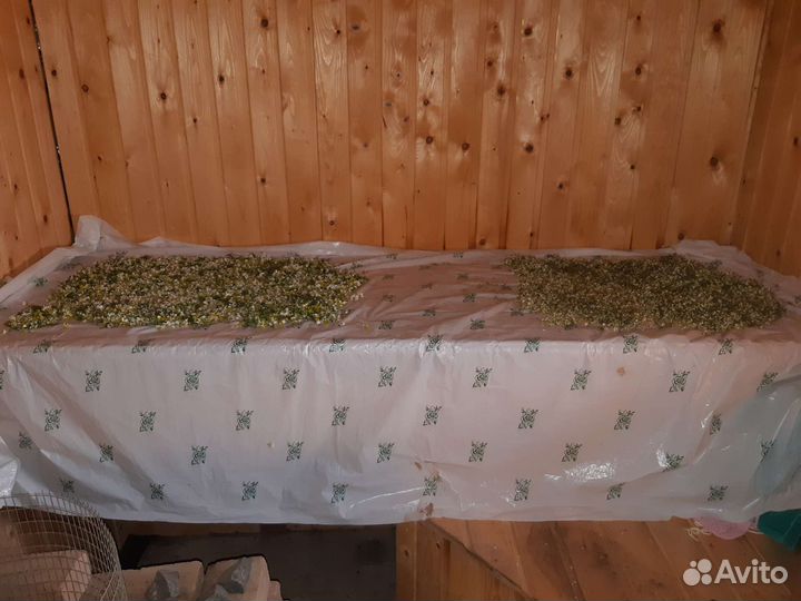 Ромашка полевая лечебная