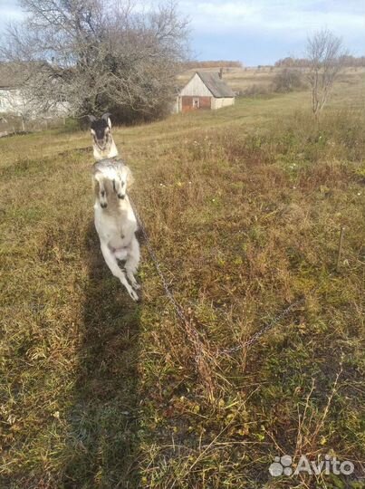 Молодой козел