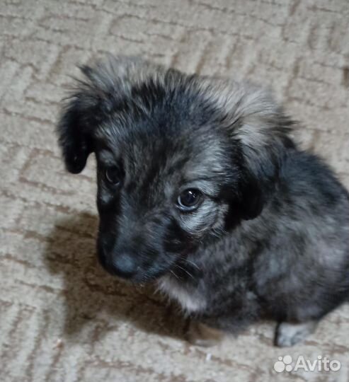 Щенок - девочка (1 мес) отдам бесплатно