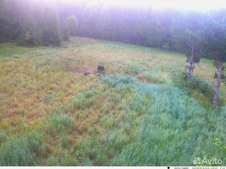Приглашаю на охоту 100 км от Москвы
