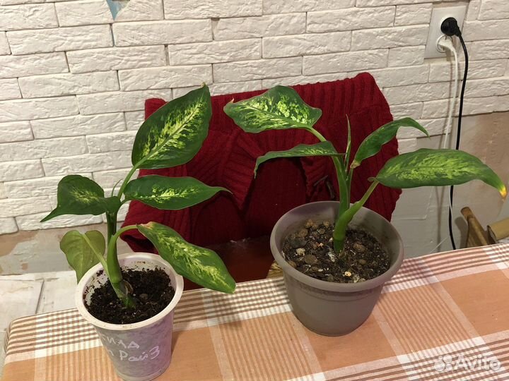 Диффенбахия